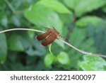 Small photo of Capung berwarna coklat yang indah diatas ranting dedaunan