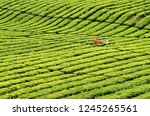 Small photo of Workers cultivate tea using tea piker machine at tea plantation located on Kayu Aro, Kerinci, Jambi, Indonesia