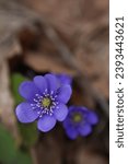 Small photo of photo first spring flowers, Anemone hepatica, blue violet wild forest flowers liverwort.closeup, springtime, background, plant, isolated, empty space, early, herb