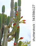 Cactus In Blossom