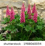 A Cluster Of Red Gallery Lupins.