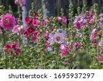 Pink Hollyhocks  Flower In The...