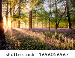 Amazing sunrise through bluebell woodland. Wild spring flowers hidden in a forest landscape with early dawn sunlight
