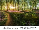 Beautiful bluebell dawn forest landscape with natural paths and trails. Sunlight streaming though the trees in British spring. Purple wild flowers carpet the woodland floor