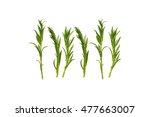 green smelly rosemary cusine... | Shutterstock . vector #477663007