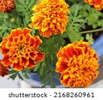 French Marigolds In Full Bloom