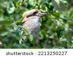 Small photo of Kookaburras are earthbound tree kingfishers of the variety Dacelo local to Australia and New Guinea, which develop to somewhere in the range of 28 and 47 cm (11 and 19 in) long and weigh around 300 g