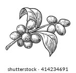 Coffee Plant Free Vector Art 20629 Free Downloads