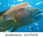 Portrait of a Napolean fish