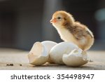 Small Chicks And Egg Shells....