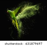 Flying Green Parrot Alexandrine ...