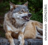 Small photo of Angry wolf growls at approaching danger showing his teeth