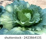 Small photo of Brassica oleracea, Brassica oleracea L. var. capitata L., Cabbage, Common Cabbage, White Cabbage, Green Cabbage.