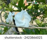 Small photo of Cape Jasmine, Gardenia jasmine (Gardenia jasminoides J.Ellis)