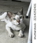Small photo of Fierce stray cat with beautiful big green eyes lying on floor. Authoritative cat with confuse and adorable pose
