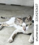 Small photo of Fierce stray cat with beautiful big green eyes lying on floor. Authoritative cat with confuse and adorable pose