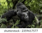 Small photo of This great ape is one of two subspecies of the eastern gorilla and one of the world's largest living primates. These apes have muscular arms, a massive chest, and broad hands and feet