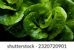 Overhead shot of lettuce with...