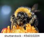 Huge Bumblebee In Flower. Macro....