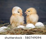 Newborn Chicks. Orange Chicks...