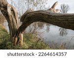 Small photo of Broken tree by the river. Nature can be shameless sometimes.