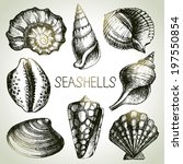 Seashells Hand Drawn Set....