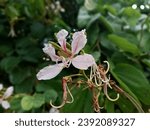 Small photo of Bauhinia glauca. Glaucous Climbing Bauhinia is a climbing shrub, native to NE India, China and SE Asia.