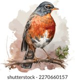watercolor American robin bird vector design, Illustration isolated in white background