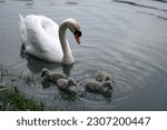 Mother Swan With Her Baby Swans....