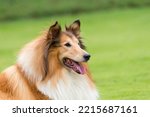 Beautiful Collie Dog In High...