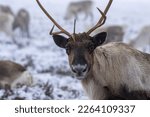Reindeer herd in the snow in the Cairngorms