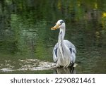 Small photo of Large grey heron fishing successfully, catching and eating lamprey in the river with natural green background reflection in the water