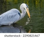 Small photo of Large grey heron fishing successfully, catching and eating lamprey in the river with natural green background reflection in the water