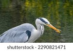 Small photo of Large grey heron fishing successfully, catching and eating lamprey in the river with natural green background reflection in the water