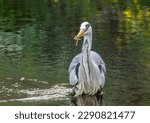 Small photo of Large grey heron fishing successfully, catching and eating lamprey in the river with natural green background reflection in the water