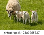Small photo of Mother sheep with her triplet lambs all looking at the camera in the sunshine in a lovely green field