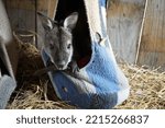 Small photo of A Bennett's Wallaby in a Hammock
