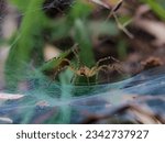 Small photo of Spider on the web. A spider web, spiderweb, spider's web, or cobweb is a structure created by a spider out of proteinaceous spider silk extruded from its spinnerets, generally meant to catch its prey.