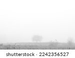 Lonely single tree on field enfolded in morning fog in autumn