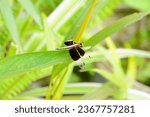 Small photo of Pied paddy skimmer (Neurothemis tullia), Window skimmer, Dragon Fly