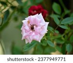Small photo of Beautiful Rose Meri, Bunga Rose, known as Golap Ful