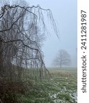 Small photo of In the foreground ramified branches of an European Birch tree and in the back ground in the fog the Silhouette of European Birch tree (Betula pendula) in fog with on a winterly grass with few of snow