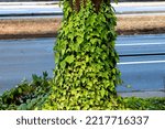 Leafy Green Vines Growing Up A...