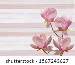 beautiful pink magnolia flower  ... | Shutterstock . vector #1567243627