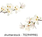 Beautiful magnolia flower bouquet isolated on white background.