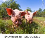 Cute Pigs Grazing At Summer...