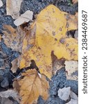 Small photo of Most beautiful and eye catchy autumn season leaf falling captures from ground
