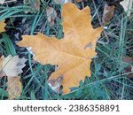 Small photo of Beautiful and eye catchy autumn leaves images collection