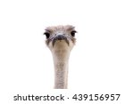 Ostrich Bird Face