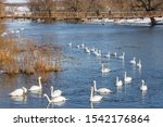 Flock Of White Swans Swimming...